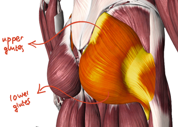 upper_and_lower_glute_fin_text