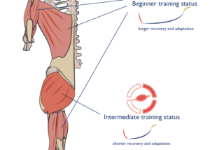 image_anatomy-training-status-difference