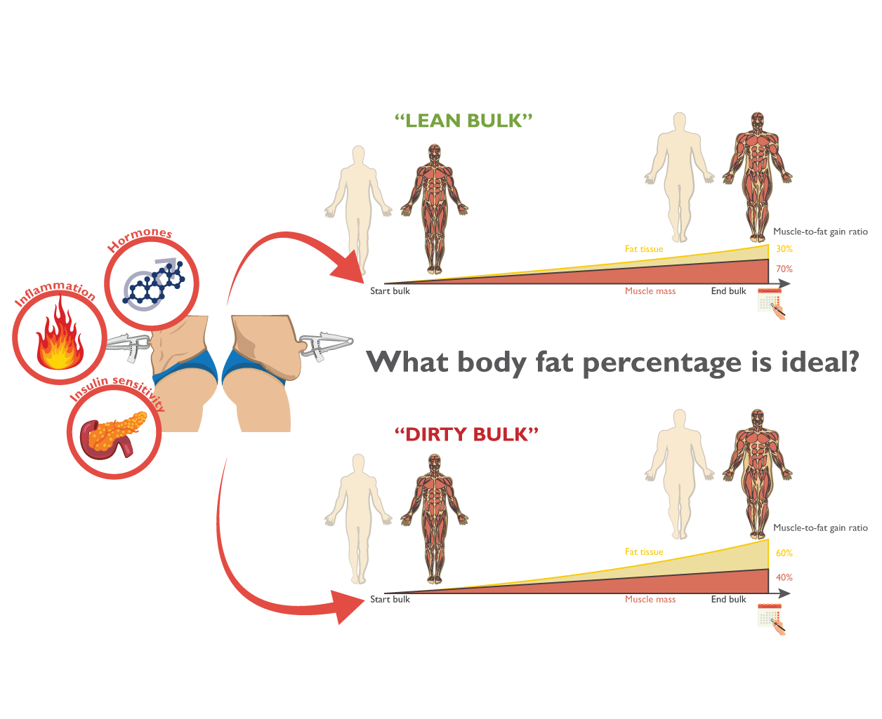 what body fat is ideal for bulking