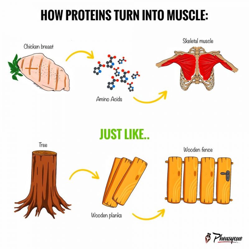 how-does-protein-turn-into-muscle