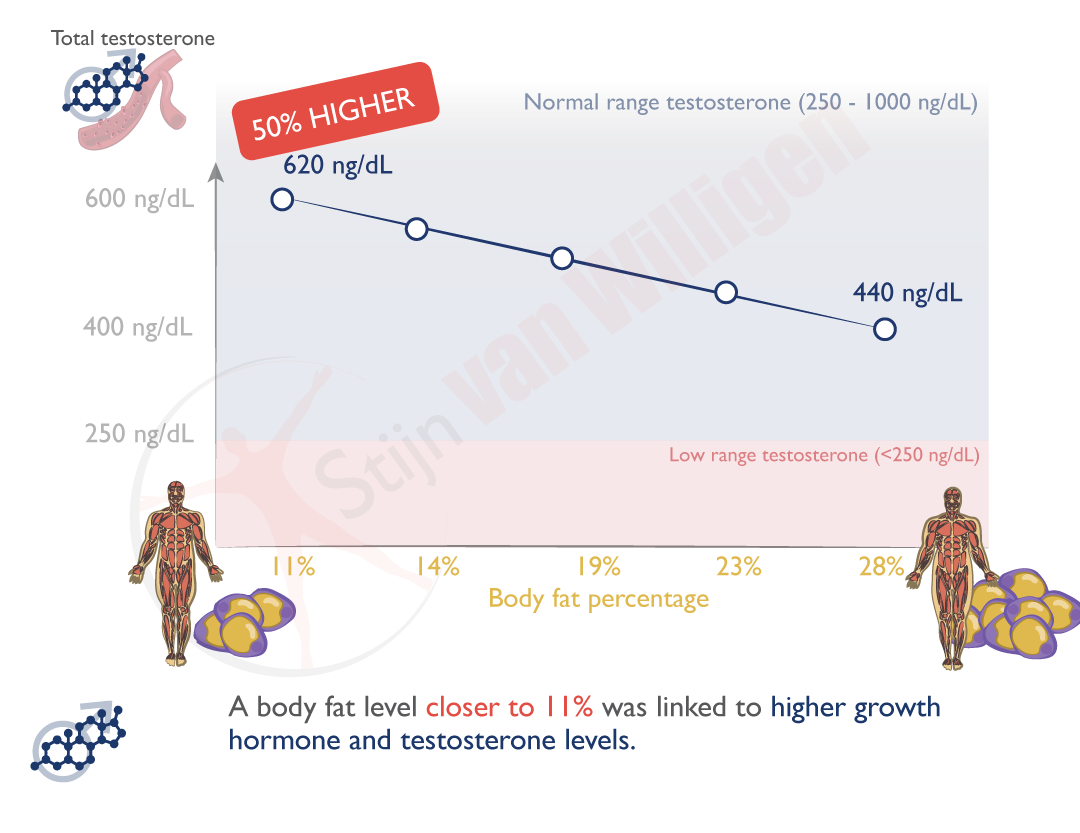 img-bodyfat-testosterone-level