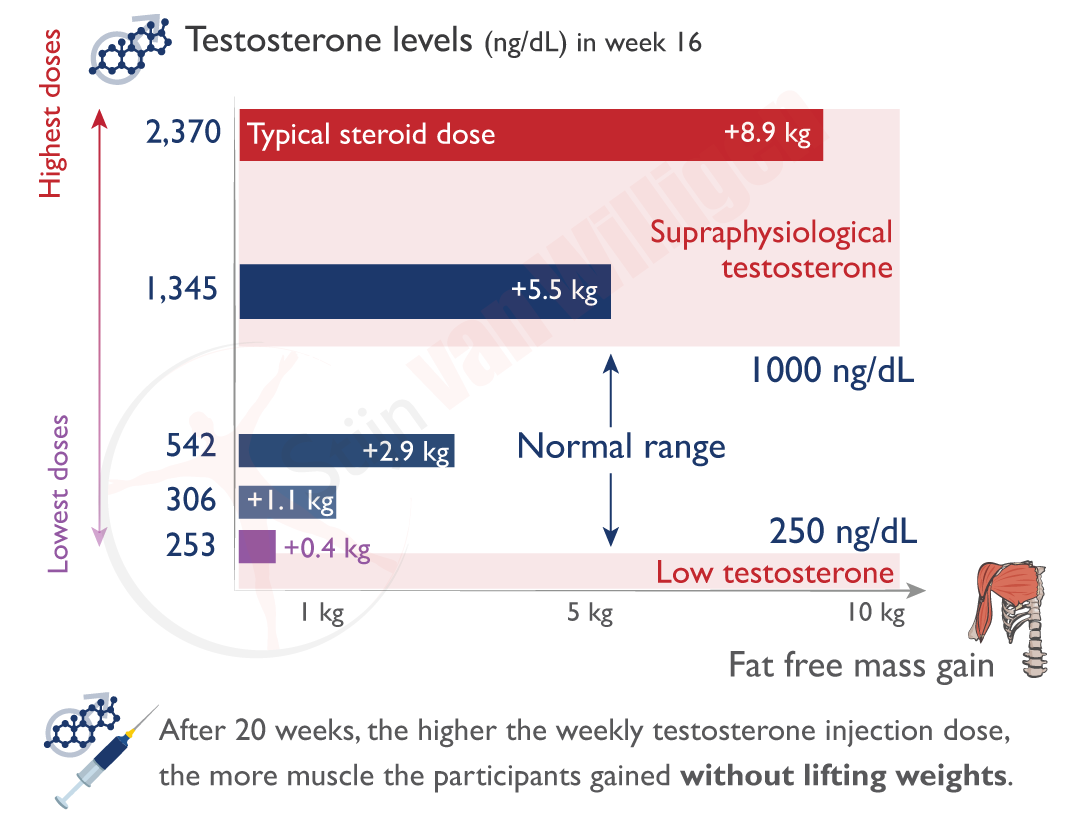 img-testosterone-muscle-growth